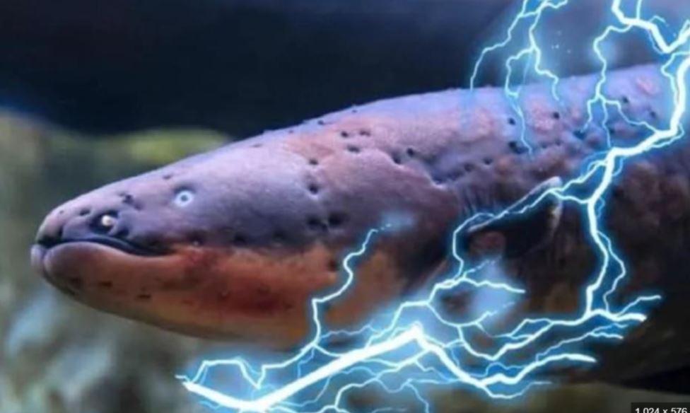 Killing Fish with Electric Shock