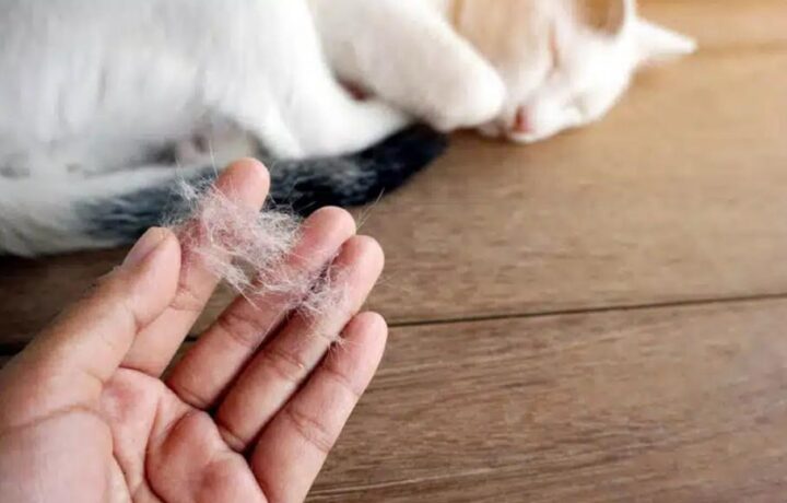 Does Cat Hair on Your Clothing Invalidate the Salah?