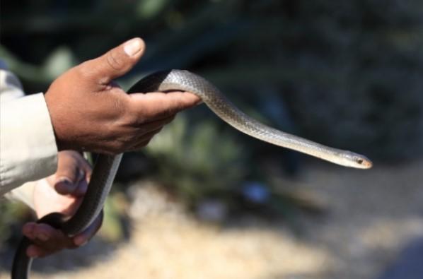 Keeping Snakes as Pets